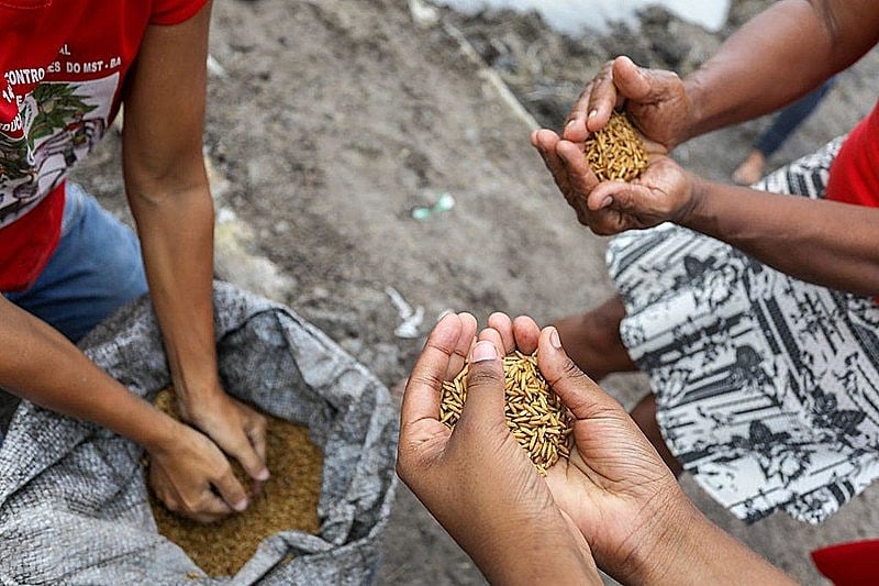 Trabalho de pequenos agricultores e cooperativas ajuda a mover corrente contra a fome; na Bahia, MST é referência em produção de arroz orgânico