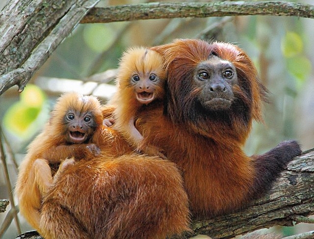 Ameaçado de extinção em décadas anteriores, mico-leão-dourado hoje tem população de milhares de animais por conta de projetos de preservação da espécie