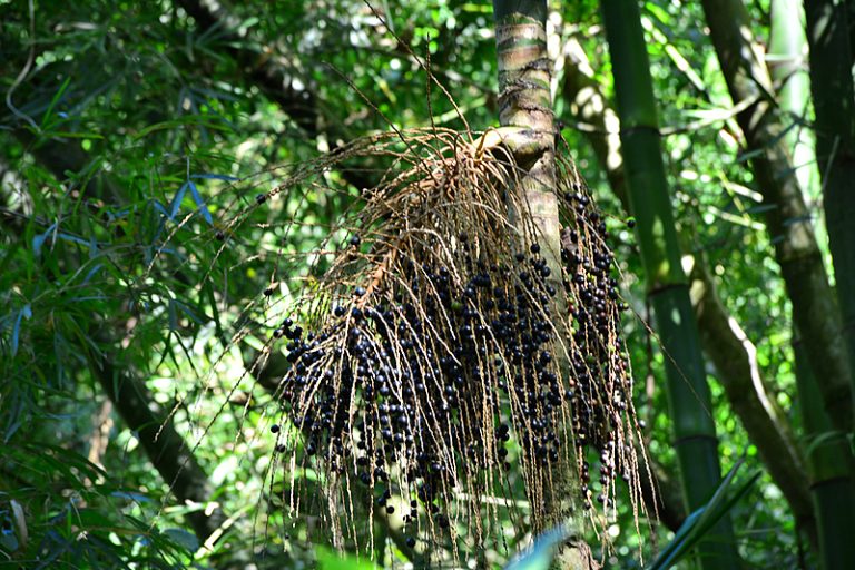 Colheita consciente do fruto da juçara em quilombo ajuda a salvar espécie da extinção
