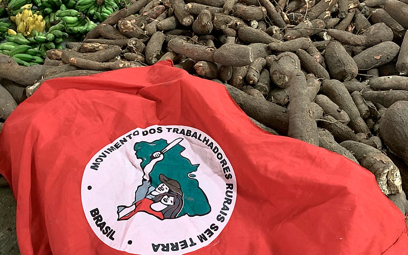 Macaxeira produzida em assentamento do MST, no Pará.