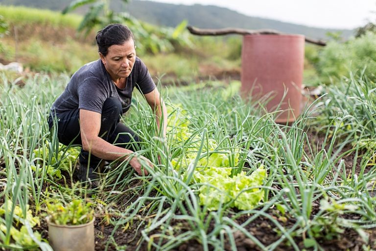 Conab destina R$ 14 milhões para agricultura familiar no RS; inscrições se encerram quarta (4)