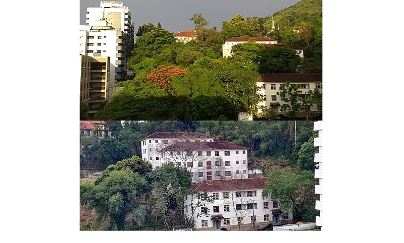 Tijuca arvores