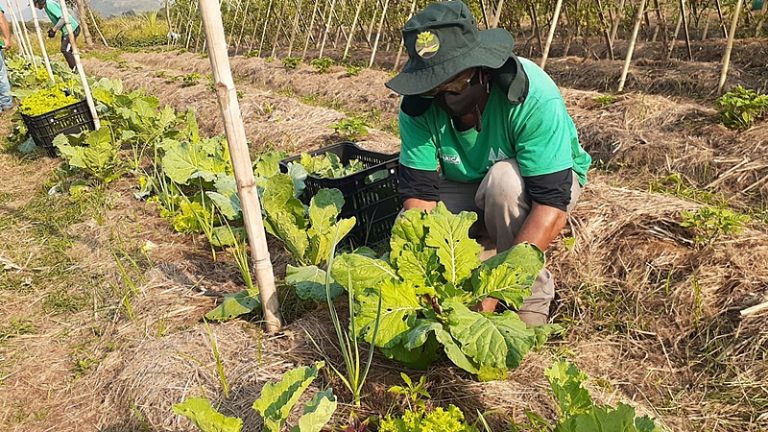 Por que agricultores e pesquisadores defendem que agroecologia pode sanar a fome no Brasil