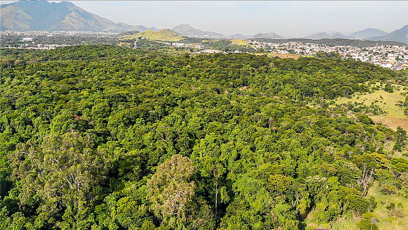 Floresta Camboatá