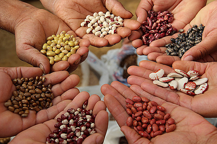 Tradicionais e valorizadas pela agricultura familiar, sementes crioulas carregam consigo informações sobre clima, solo e manejo relacionados ao seu local de origem