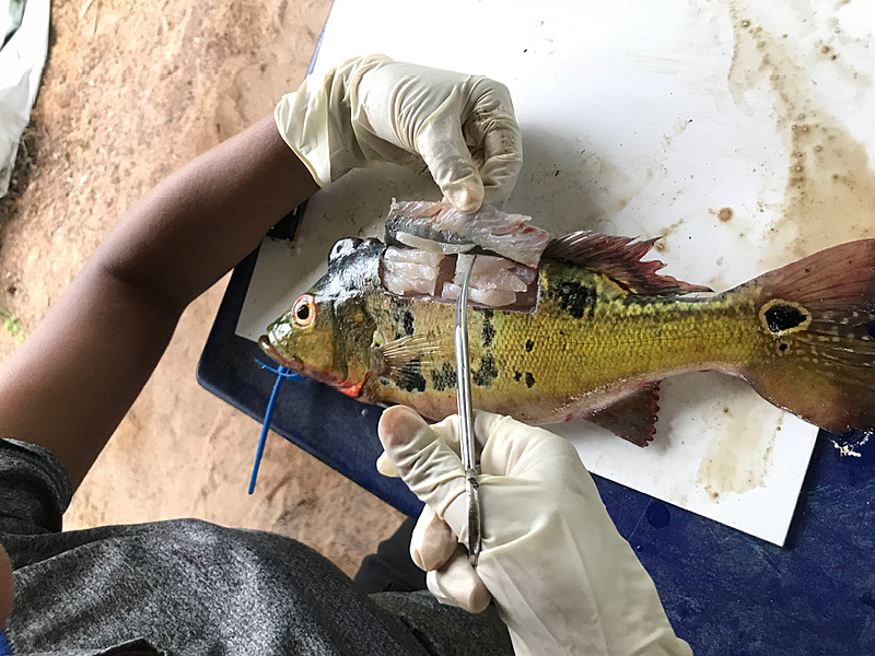 peixe contaminado com mercúrio