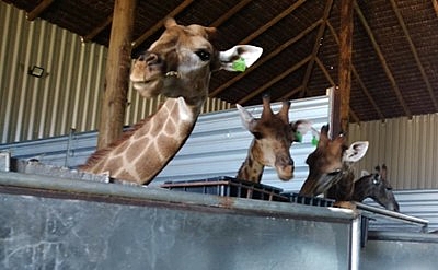 bioparque girafa
