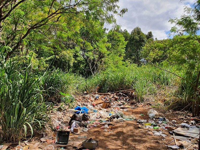 DF: coletivo denuncia degradação e ocupação irregular no parque Boca da Mata