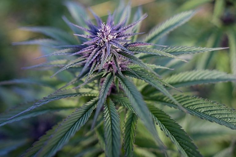 Foi mal, tava doidão: Meta suspende perfis de cannabis do Instagram sem justificativa