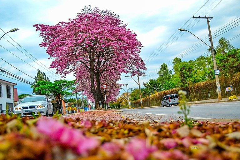 Agapan promove debate sobre o desafio de manter as árvores vivas em Porto Alegre