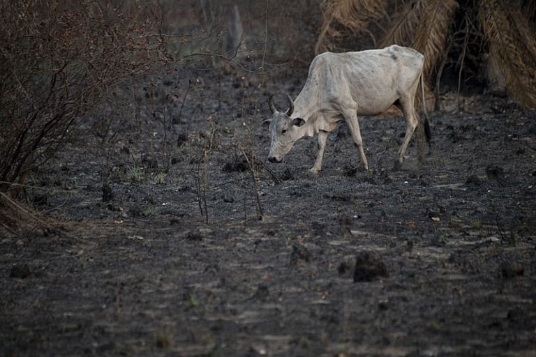 Berço do “governo da floresta”, Acre se volta para o agro