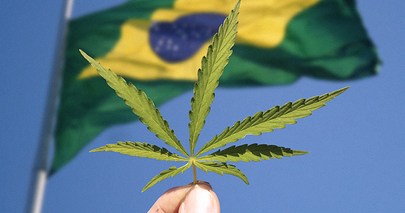 Em 2020, foram importados cerca de 45 mil produtos à base de cannabis, segundo a Anvisa; acesso ainda é restrito e elitizado