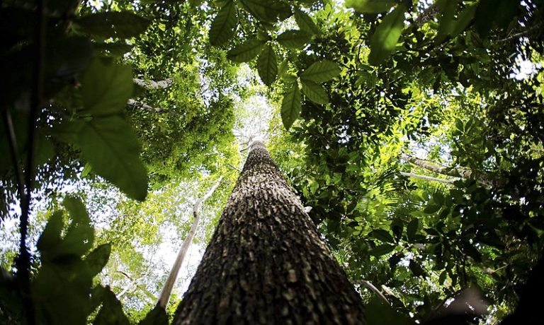 COP30 no Brasil será marco na diplomacia do clima, mas sucesso depende de participação popular