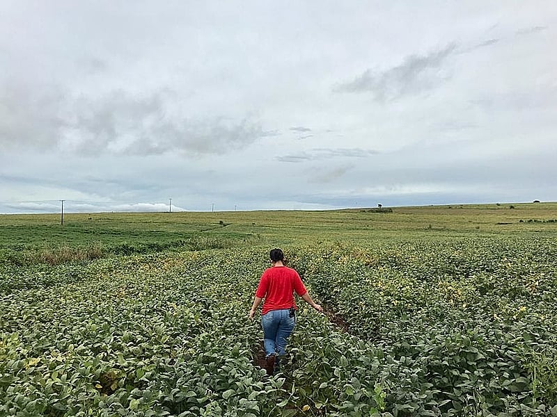 MST aposta em soja sem transgênicos como alternativa ao agronegócio