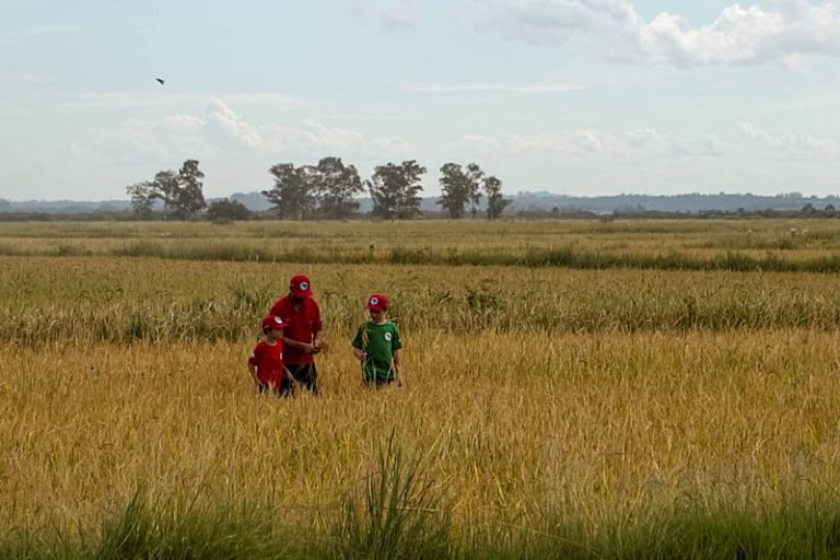 MST faz 20ª Festa da Colheita do Arroz Agroecológico e encara desafios para manter produção