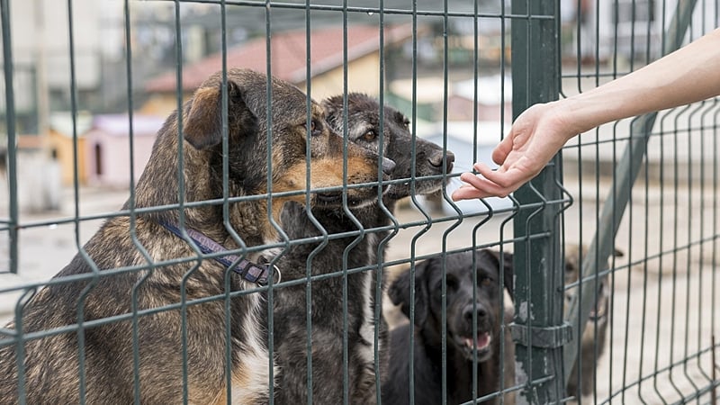 proteção animal