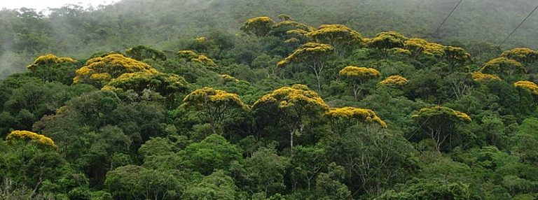 A barbárie ambiental no governo Zema