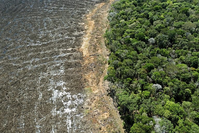 Brasil estancou desmatamento da Amazônia, mas ponto de não retorno ainda está próximo
