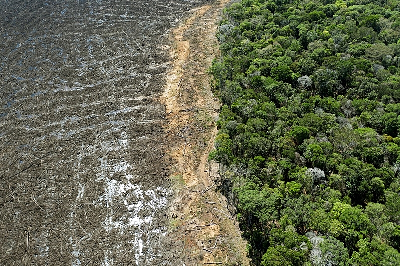 Desmatamento na Amazônia cai pela metade em 2023 e volta a patamares pré-Bolsonaro