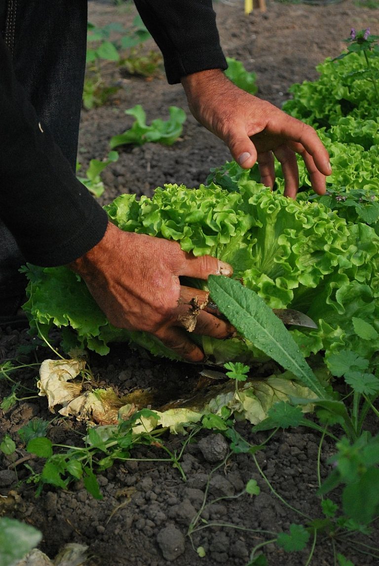 Projeto de Lei incentiva Hortas Comunitárias e Agricultura Orgânica em áreas da União