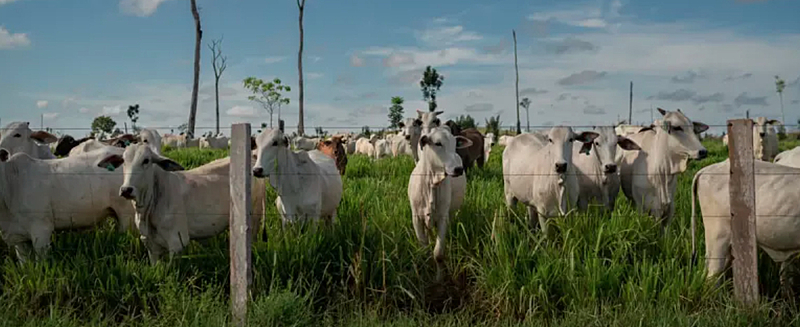 Segundo último relatório SEEG, do Observatório do Clima, 74% das emissões dos gases de efeito estufa do país vêm da agropecuária no país