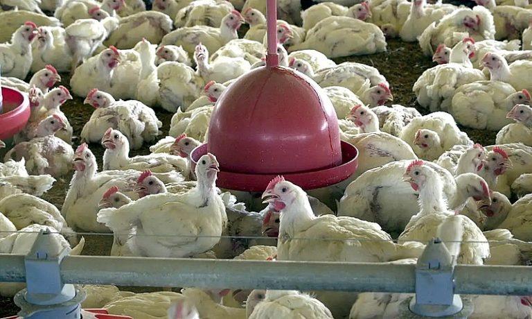 China suspende compra de frango do Brasil por 60 dias após confirmação de foco de gripe aviária