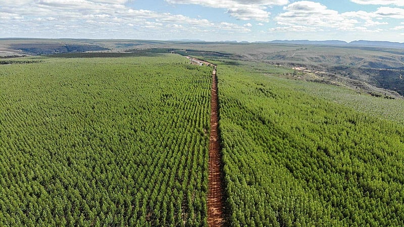 Imagem da plantação de eucaliptos