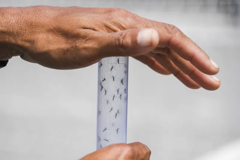 Brasil pode bater recordes de casos e mortes por dengue em 2024, diz Ministério da Saúde