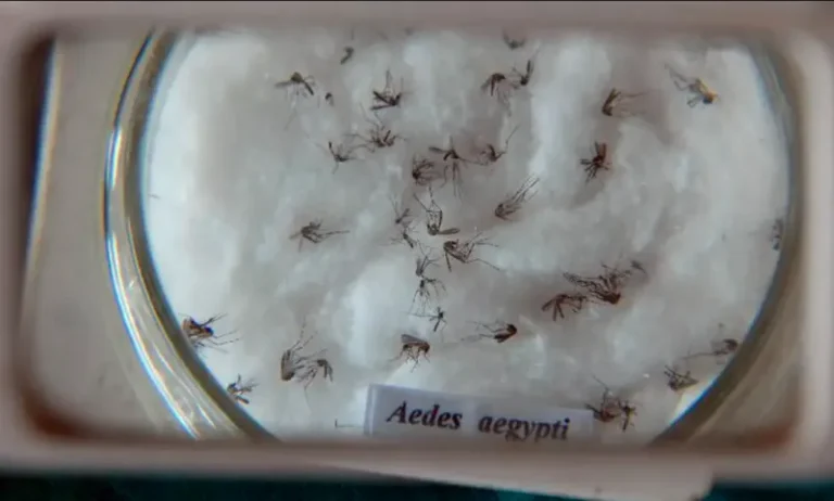 'Nossa esperança está nas vacinas', diz médico da família sobre explosão de dengue no Brasil