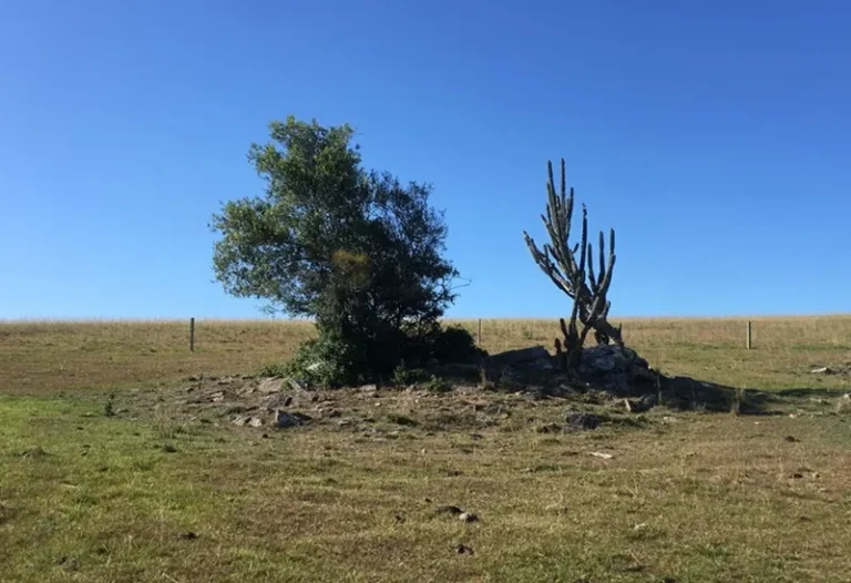 Em 39 anos, bioma Pampa perdeu 3,3 milhões de hectares, aponta Mapbiomas