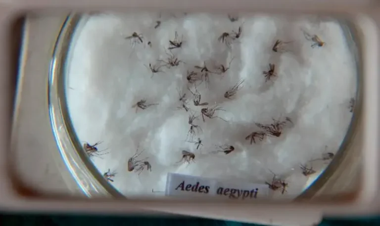 Ainda é cedo para comemorar desaceleração da dengue no Brasil, diz infectologista