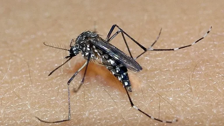 Brasileiro que estuda bloqueio da dengue é eleito um dos cientistas mais influentes do mundo