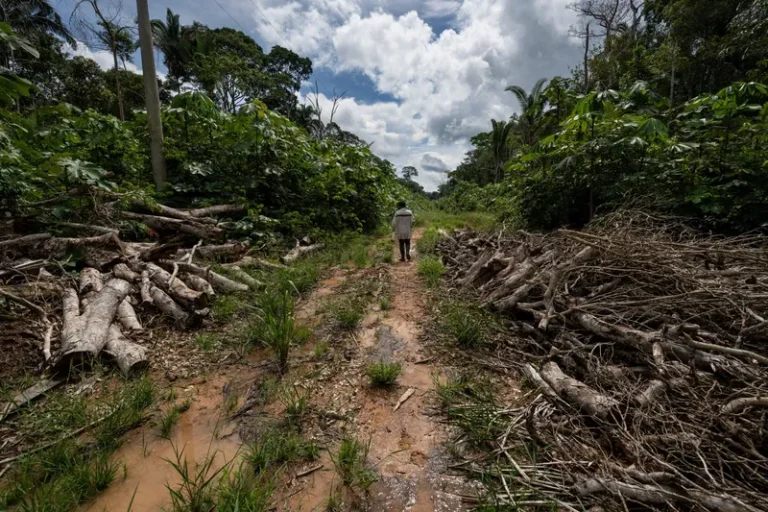 Gado, madeira e violência ameaçam ribeirinhos do rio Madeira, no sul do Amazonas