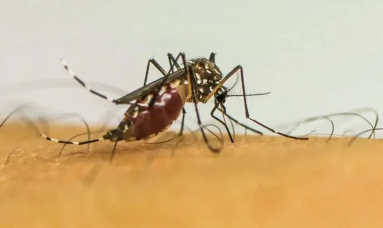 A volta da dengue e o que deve ser feito