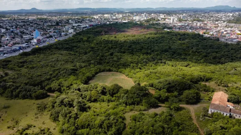 Mato do Júlio: entidade pede que ‘última floresta da Grande Porto Alegre' seja desapropriada 