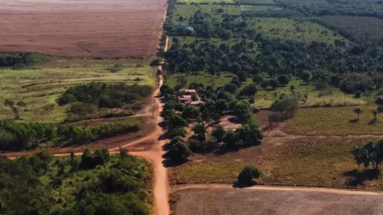 Agronegócio é o principal responsável pela perda de vegetação nativa no Brasil, diz MapBiomas