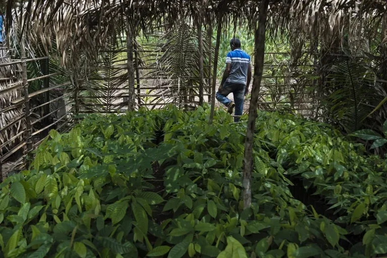 Como golpismo e milícias rurais se articulam com o bolsonarismo na Amazônia