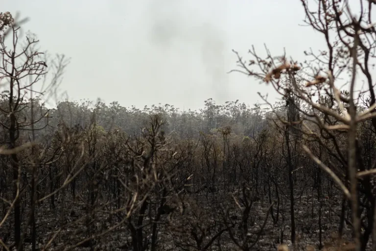 Incêndio que atingiu Floresta Nacional de Brasília foi o pior nos últimos 10 anos, diz ICMBio