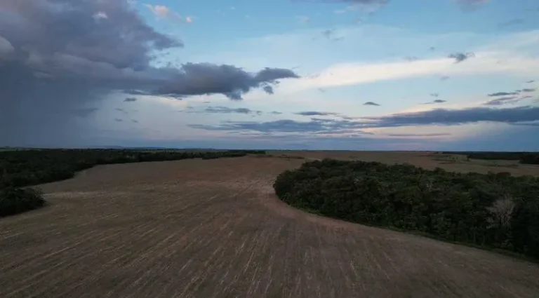 Dia do Cerrado: mais ameaçado do Brasil, bioma tem 8 dos 10 municípios com maior desmatamento