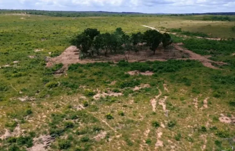 Cerrado tem territórios quilombola e indígena mais desmatados do Brasil em 2023
