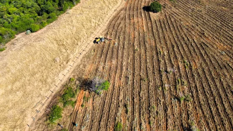 MST de Minas Gerais vai reflorestar 2 mil hectares na região do Vale do Rio Doce