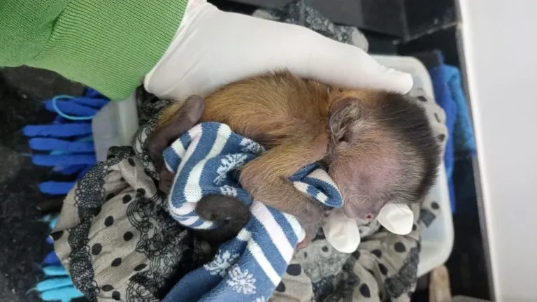 Filhote de macaco-prego se recupera após resgate de queimadas na cidade de Mirada, em Mato Grosso do Sul. Recém-nascido recebeu o nome de Fênix