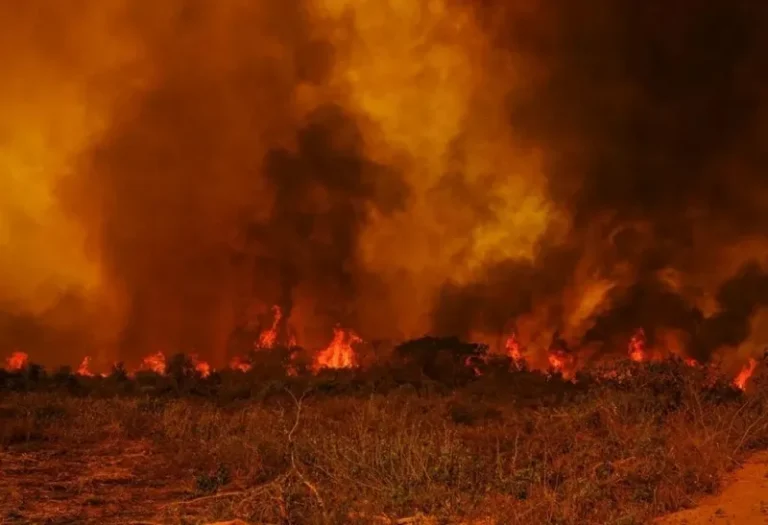A urgência da proteção ambiental: um lembrete de que nosso compromisso não pode ser só discurso