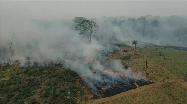 In 2024, wildfires burned an area equivalent of cities of São Paulo and Rio de Janeiro together