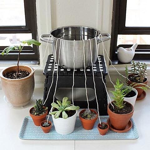 Em viagens mais longas, um sistema de hidratação simples pode garantir a saúde das plantas que requerem pouca água, como cactos e suculentas