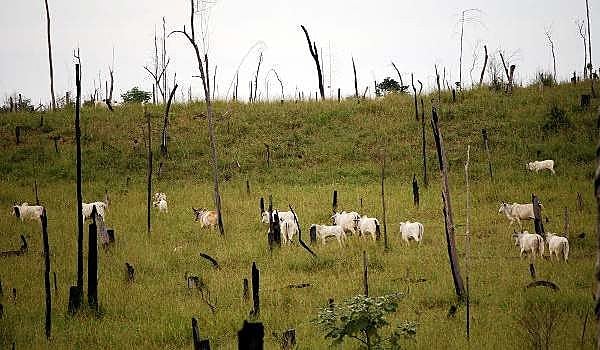 Áreas de vegetação florestal são constantemente desmatadas para formação de pastos