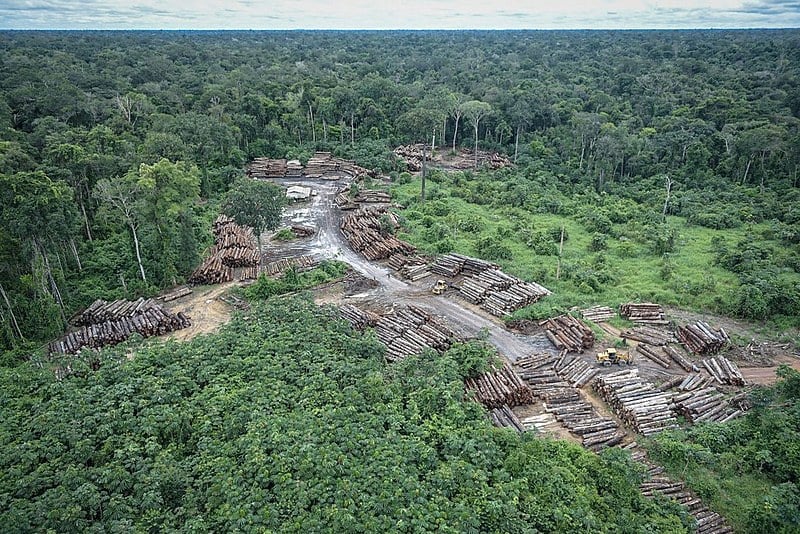 Aumento da degradação ambiental faz com que florestas tropicais não consigam mais contrabalançar as emissões de carbono