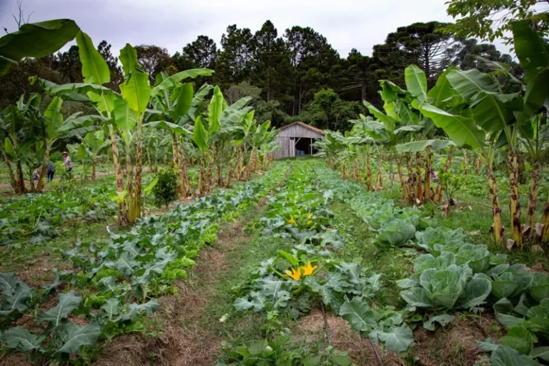 Aprovação da Lei Marco de Agroecologia fortalece combate à crise climática na América Latina