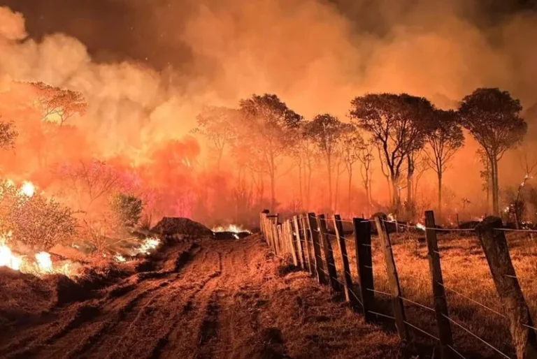 Gado é fogo: municípios com maior rebanho bovino do Brasil são os mais incendiados em 2024
