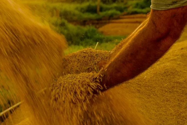Conab realiza leilões de contrato de opção de venda de arroz na próxima semana